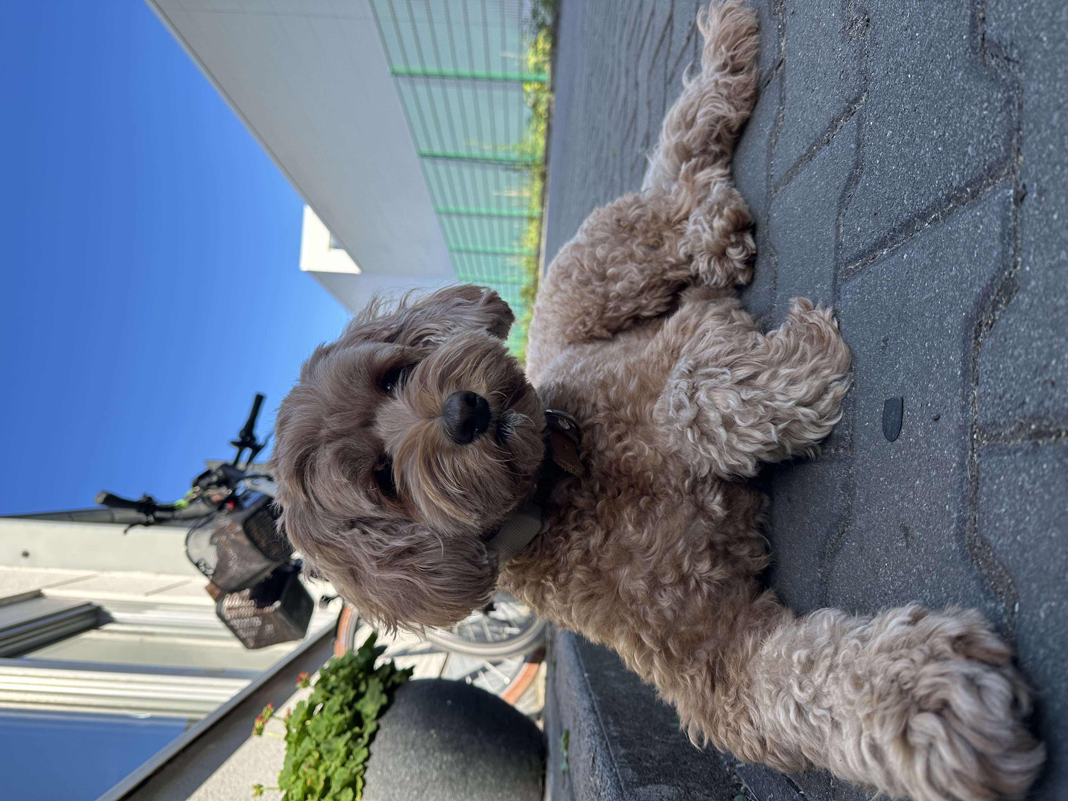 Bürohund Frieda